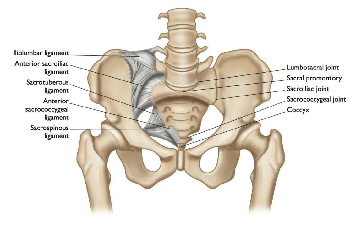 Illustration of sacroiliac joint ligaments and pelvic anatomy